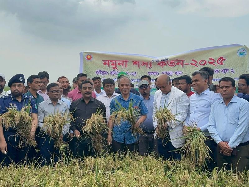 ২৪ এপ্রিল থেকে সরকারিভাবে ধান কেনা শুরু হবে : কৃষি উপদেষ্টা